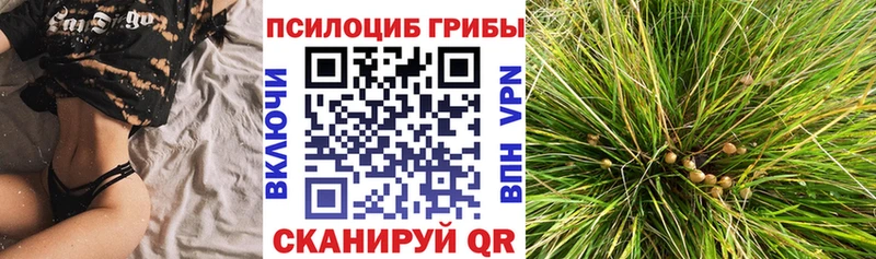 купить закладку  Слободской  Псилоцибиновые грибы Psilocybe 